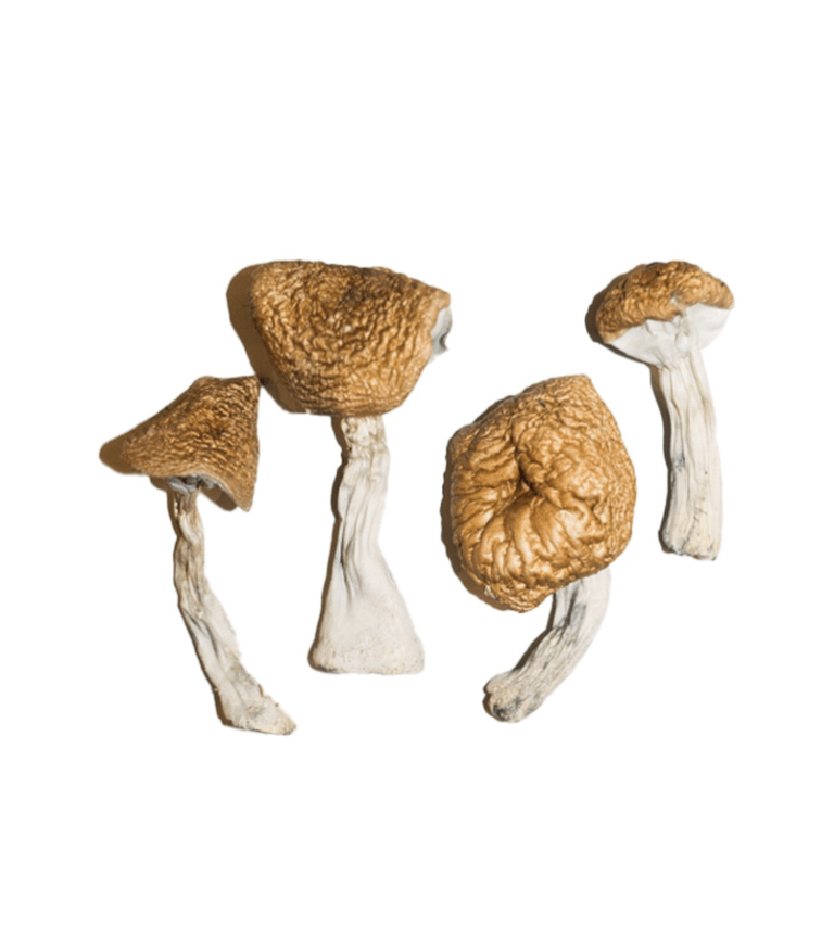 How to Dry Magic Mushrooms and Store Them Properly